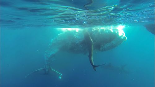 The men were fishing for tuna when they came across the carcass. (Supplied/Chett Auditore)
