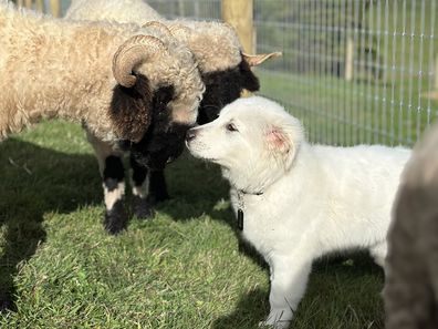 valais blacknose yarra valley sheep sydney royal easter show kim and richie