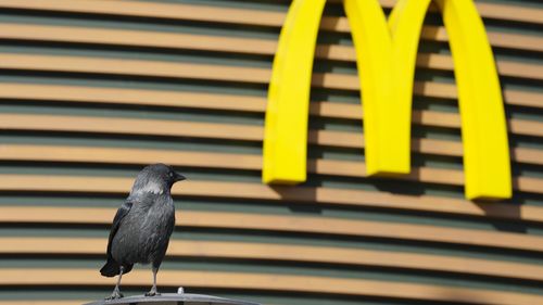 A bird sits next to a McDonald's restaurant closed to visitors in St Petersburg, Russia.