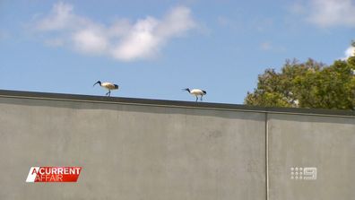 Gold Coast motorists concerned over nearby Ibis nesting ground