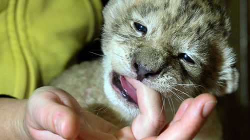 Parys the lion was abandoned at birth. (Getty Images)