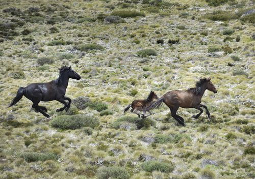 Brumbies flee from a helicopter in Mount Kosciuszko National Park.