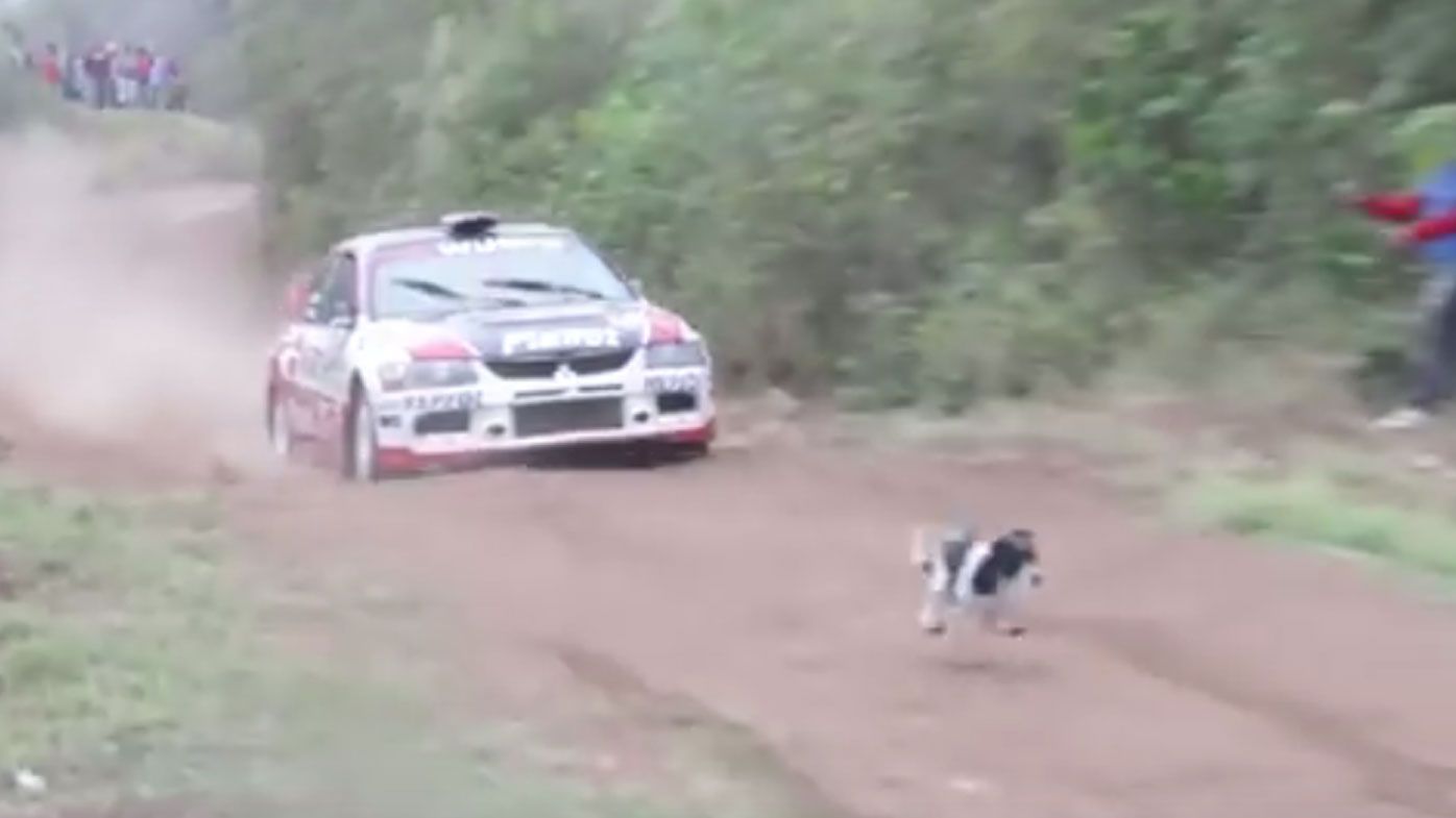 Dog miraculously escapes getting hit by rally car