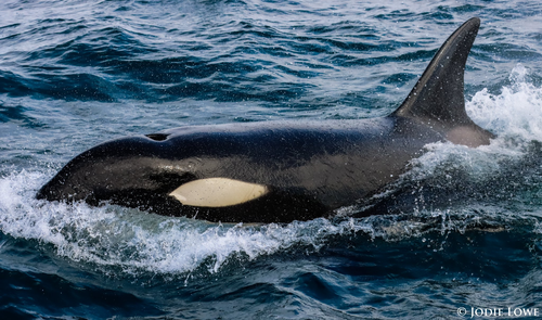 The orcas passed close to the whale watching boat as they cruised the waters off Port Macquarie, NSW. 