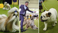 World's finest dogs show off at Westminster Dog show