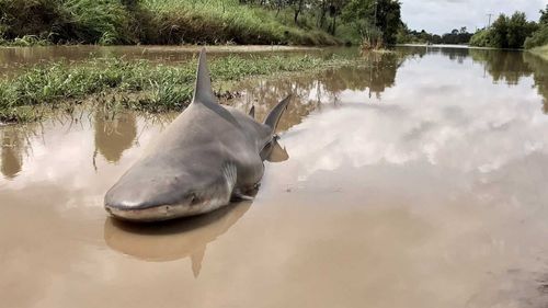 Bull shark found dead in puddle after Cyclone Debbie