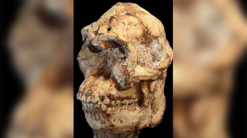 The skeleton of Little Foot (Australopithecus prometheus) has been dated at roughly 3.67 million years. (Purdue University/University of the Witwatersrand)