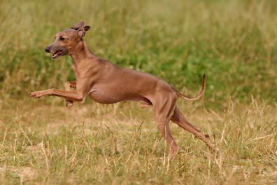 Italian greyhound dog runs on the grass to the sun