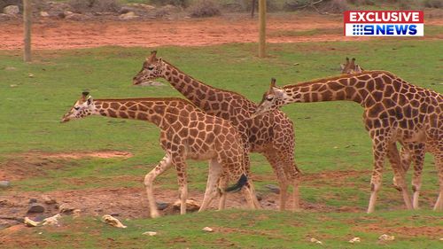 Scarlett will become a crucial part of the successful giraffe breeding program at Monarto Zoo. PIcture: 9News