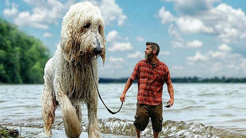 Photographer uses the power of editing to turn pet dog into a giant