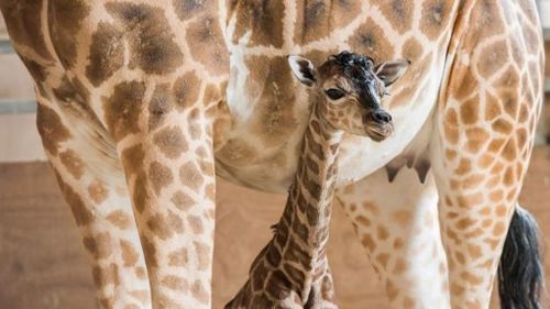 The newest member of the Mogo zoo, fifth baby born to mum Shani. (Mogo Zoo)