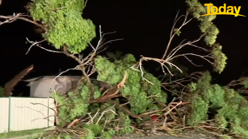 This tree buckled under destructive winds yesterday narrowly missing homes and cars parked on the street. 