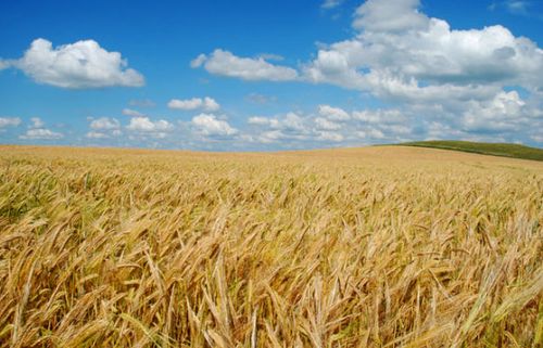 Global yields of barley - a key ingredient for brewing beer - could be hit by a warming climate, experts warn.