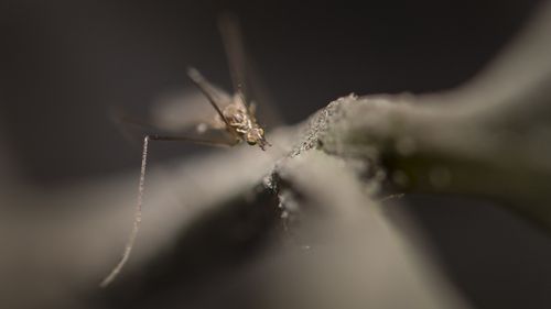 Wet and humid weather has caused an alarming spike in Mosquito populations in Queensland. 