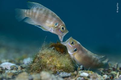 Face-off, from Cichlids of Planet Tanganyika by Angel Fitor, Spain