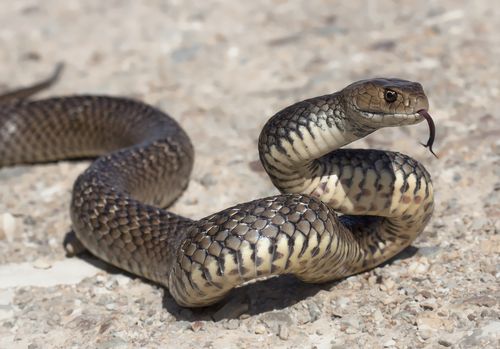 There are an estimated one million venomous snake bites globally every year.