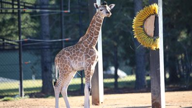 190702 Australia National Zoo Aquarium baby giraffe birth announcement wildlife animals news ACT