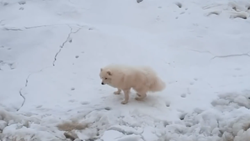 A white dog, named Aika, has been found after getting lost in the Arctic.