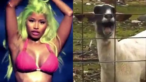 Watch the internet's newest viral sensation: Screaming goat music videos