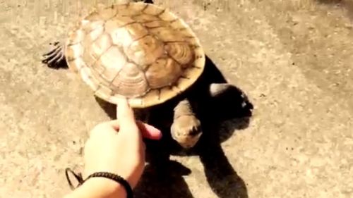 "She's family," Squirtle's devastated owner told 9NEWS.
