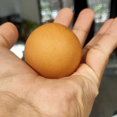 perfectly round egg found in western australia