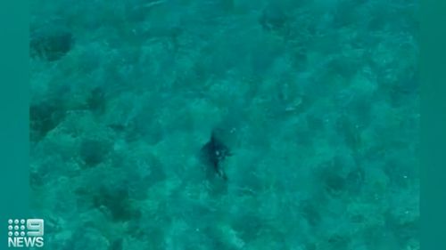 At least 155 sharks have been spotted in South Australian waters this summer. 