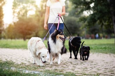 Dog walker enjoying outdoors in park with group of dogs.