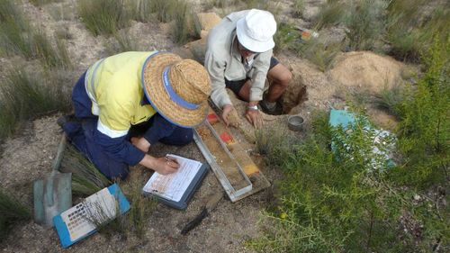 Soil sampling being conducted in the Mitchell Catchment.