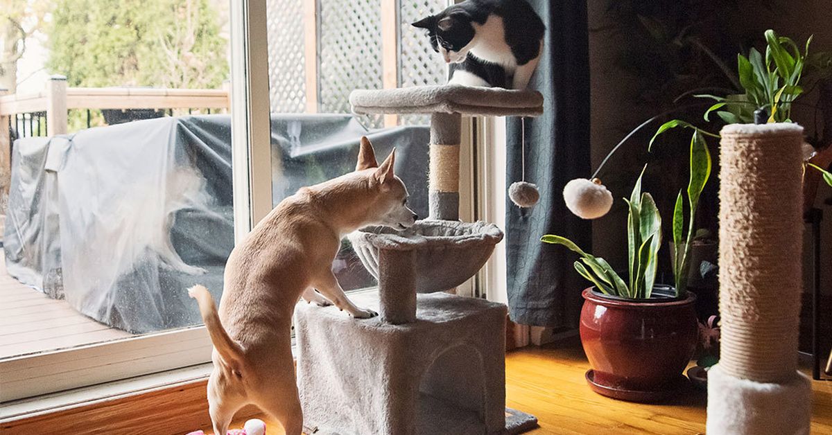 Pet toys: Why letting your dog play with cat toys is seriously risky