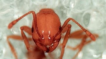 The head of a Tropical Fire Ant