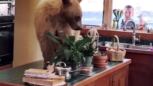 The hungry bear was oblivious to the sheriff trying to get its attention. (Placer Sheriff)