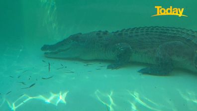 Today reporter Jess Millward comes face-to-face with a crocodile