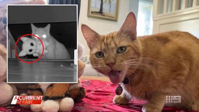 Cat burglar becomes social media superstar.