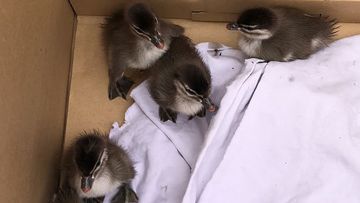 Firefighters successfully rescued six little ducklings and returned them to their parents.