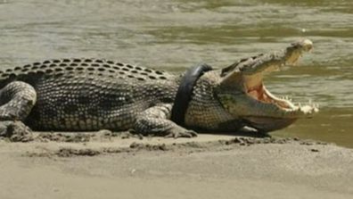 Mission to save crocodile with tyre around neck kicks off