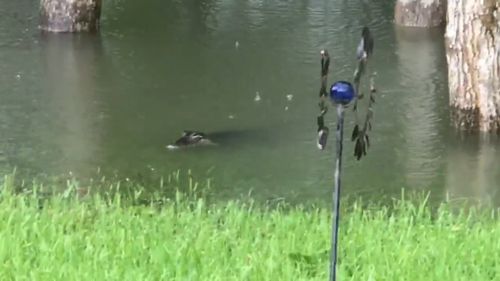 A woman has captured footage of alligators swimming into her backyard. (Facebook)