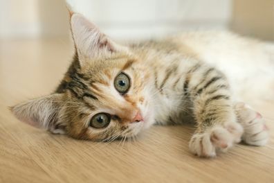 A kitten lies on the floor in the apartment.