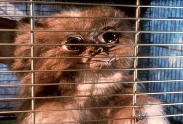 Gremlins