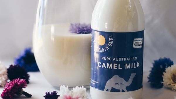 Camel milk is the next big thing