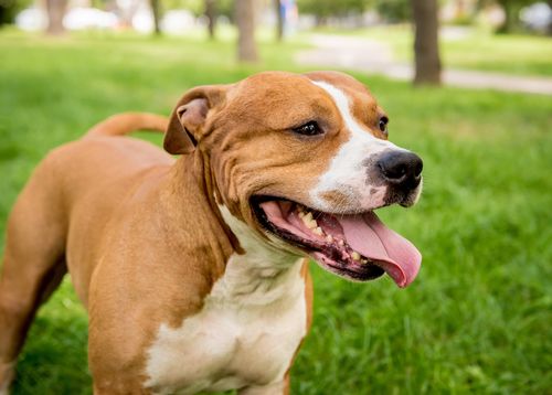 RSPCA NSW says dogs should be judged on an animal's individual merits, rather than by breed.