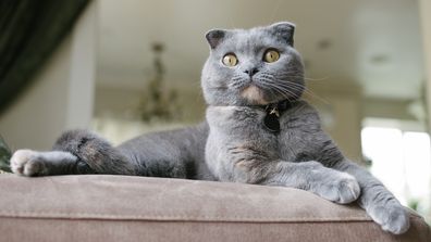 10. Scottish fold