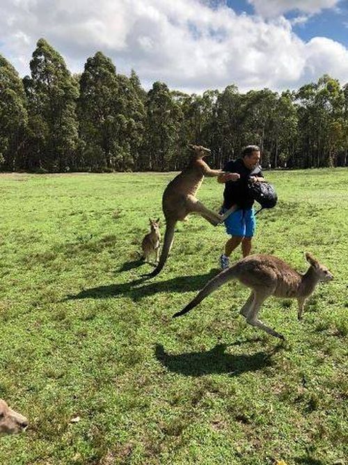 In the video uploaded to Facebook by Lake Macquarie MP Greg Piper, the kangaroos are seen attacking tourists who are feeding them. (Kroosn Shuttle Service Pty Ltd/Facebook)