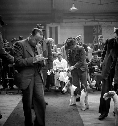 A wire fox terrier is shown at a dog show, in the 1940s.
