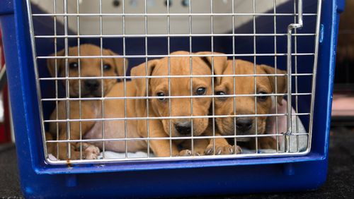 Puppies were among the dogs seized. (Image courtesy of RSPCA Queensland)