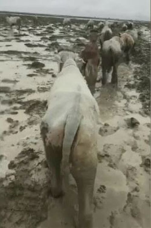 Queensland floods weather news cattle cows