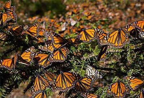 Monarch butterflies (Getty)