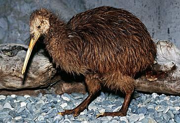 What is the scientific name of the southern brown kiwi?