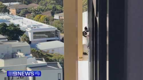 Elbie il Jack Russell è stato salvato dal cornicione del 13° piano degli appartamenti Meritan a Dee Why, sulle spiagge settentrionali di Sydney.