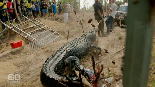 The croc is estimated to weigh nearly a tonne. (60 Minutes)