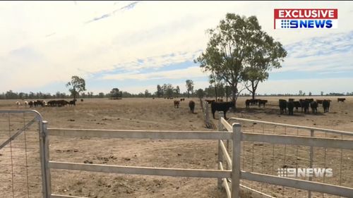 As demand far exceeds supply, grain prices continue to soar. Picture: 9NEWS